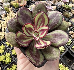 E. NODULOSA PAINTED BEAUTY POTE 7