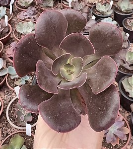 E. PAINTED FRILLS POTE 7