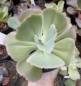 E. GIBB. PEARL POTE 11