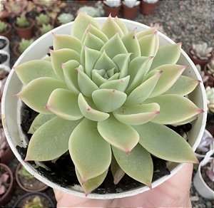 E. PANSY POTE 9