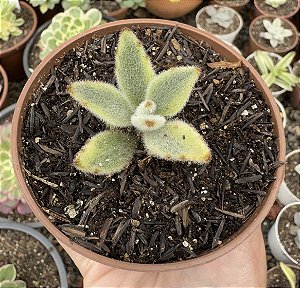 K. TOMENTOSA VAR. POTE 9