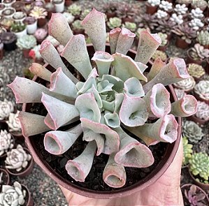 E. PINK TRUMPET POTE 9