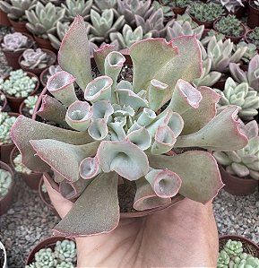 E. PINK TRUMPET POTE 9