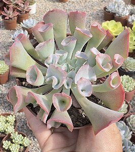 E. PINK TRUMPET POTE 9