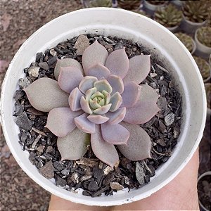 E. PLUTO POTE 9