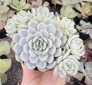 E. RASPBERRY ICE POTE 9