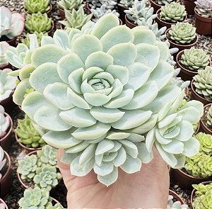 E. RASPBERRY ICE POTE 9