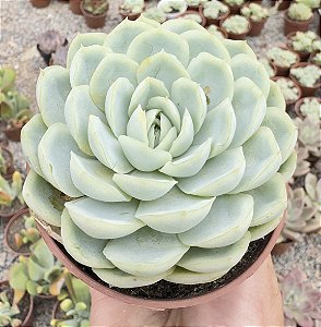 E. RASPBERRY ICE POTE 9