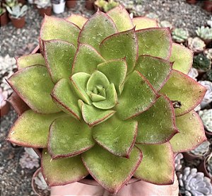 E. SEITEN BOTAN POTE 9