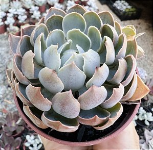 E. SHAVIANA ALCACHOFRA POTE 9