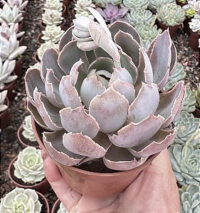 E. SHAVIANA ALCACHOFRA POTE 9
