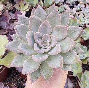 E. SILVER QUEEN POTE 9