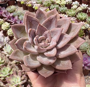 E. SILVER QUEEN POTE 9