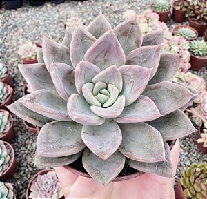 E. SILVER QUEEN POTE 9
