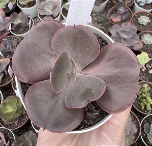 E. GIBB. BLACK ROSE POTE 9