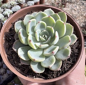 E. SITIFUKUMIAMA POTE 9