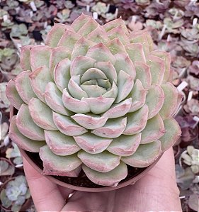 E. STRAWBERRY ICE POTE 9