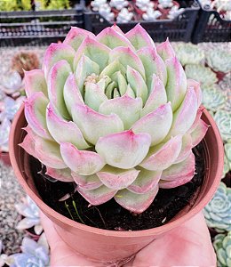 E. STRAWBERRY ICE POTE 9