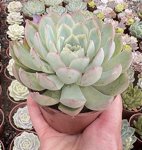 E. STRAWBERRY ICE POTE 9