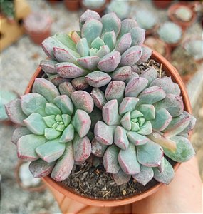 E. SUBCORYMBOSA (COLÔNIA) POTE 9