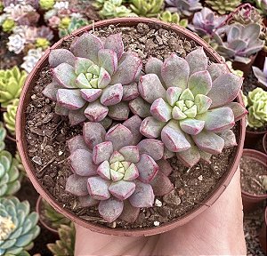 E. SUBCORYMBOSA (COLÔNIA) POTE 9