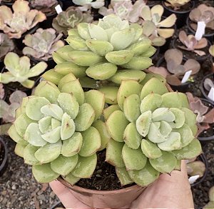 E. SUGARED POTE 9