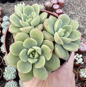 E. SUGARED POTE 9