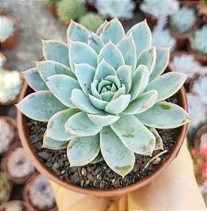 E. VIOLET QUEEN POTE 9