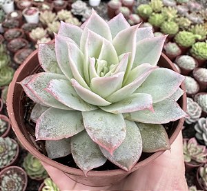 E. VIOLET QUEEN POTE 9