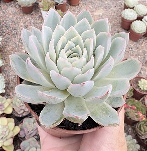 E. VIOLET QUEEN POTE 9