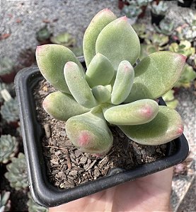 P. DR. CORNELIUS POTE 7