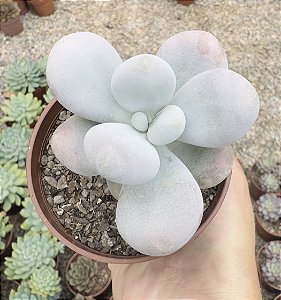 PACHY. OVIFERUM (PEDRA DA LUA) POTE 9