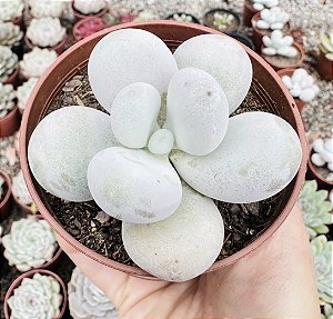 PACHY. OVIFERUM (PEDRA DA LUA) POTE 9