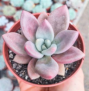 PACHY. ROSY CROWN POTE 9