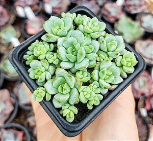 S. PEREZDELAROSAE POTE 7
