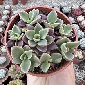 SINOCRASSULA INDICA POTE 9