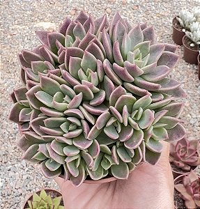 SINOCRASSULA INDICA POTE 9