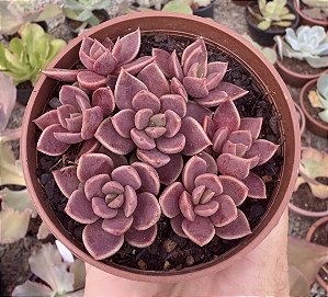SINOCRASSULA INDICA POTE 9