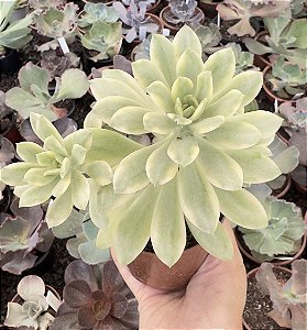 E. MINI BELLE VAR. POTE 9