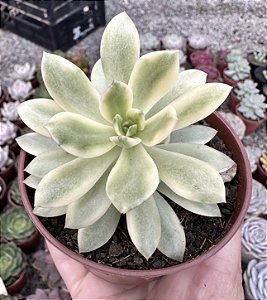 E. MINI BELLE VAR. POTE 9