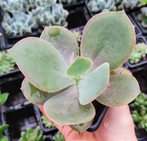 E. ROSA CHÁ POTE 7