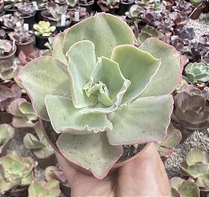 E. GIBB. CHANTILLY GREEN POTE 9