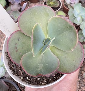 E. GIBB. LEGIANA POTE 9