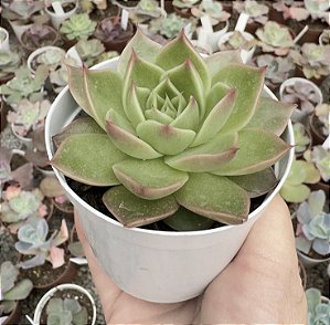 E. LADY´S CHOICE POTE 9
