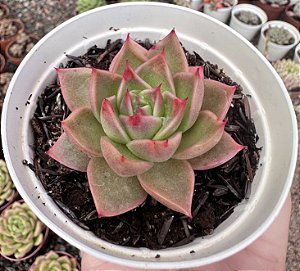 E. LADY´S CHOICE POTE 9