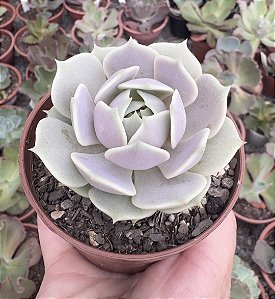 E. LOLA POTE 9