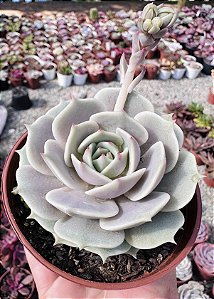 E. LOLA POTE 9
