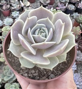 E. LOLA POTE 9