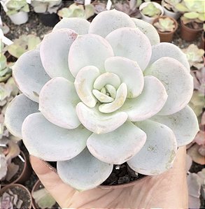 P. ORPET POTE 9