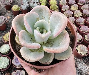 P. ORPET POTE 9